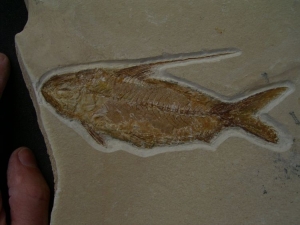 Nematonotus longspinatus #2