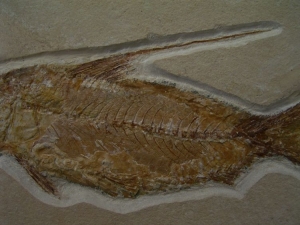 Nematonotus longspinatus #2