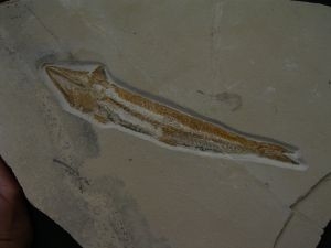 Prinolepis Fisch Fossil