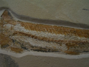 Prinolepis Fisch Fossil