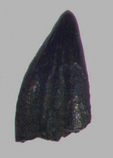 Pteranodon Zahn aus Wyoming