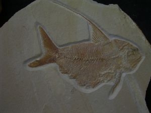 Nematonotus longspinatus #3