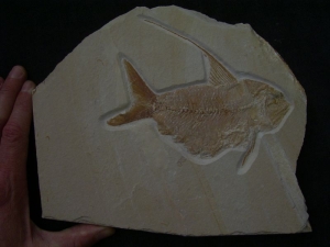 Nematonotus longspinatus #3