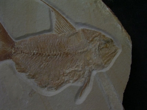 Nematonotus longspinatus #3