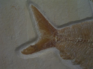 Nematonotus longspinatus #3