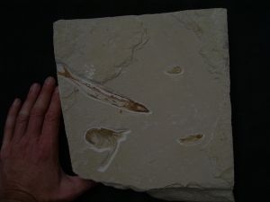 Prinolepis und Krebs