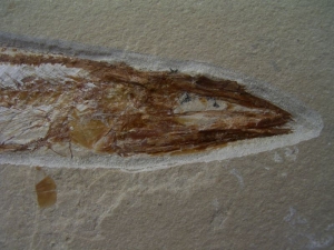 Prinolepis und Krebs