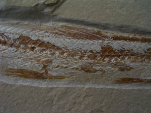 Prinolepis und Krebs