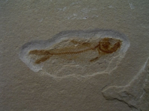 Prinolepis und Krebs