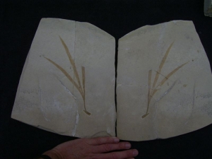 Pflanze Sapindopsis Anhouryi  Positiv/Negativ