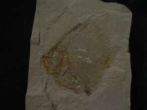 Pycnosteroides und Krebs