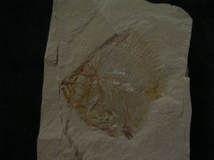 Pycnosteroides und Krebs