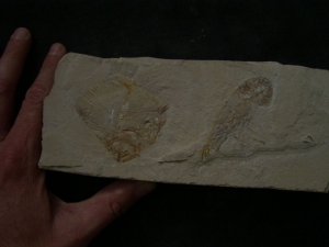 Pycnosteroides und Krebs