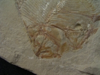Pycnosteroides und Krebs