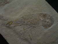 Pycnosteroides und Krebs