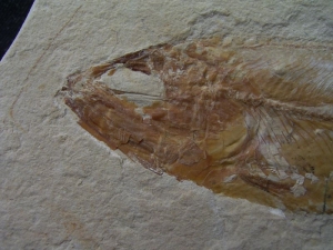Sendenhorstia Fisch Fossil #1