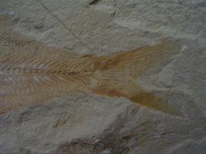 Sendenhorstia Fisch Fossil #1