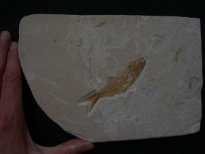 Sendenhorstia Fischfossil
