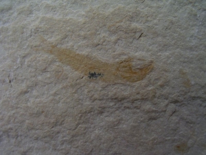 Sendenhorstia Fischfossil