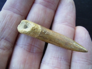 Flying reptile tooth from Russia