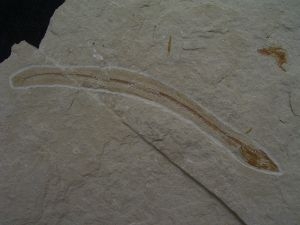 Anguillarus, Aal-artiger Fisch