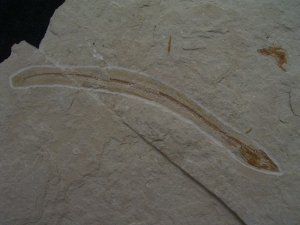 Anguillarus, Aal-artiger Fisch