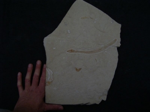 Anguillarus, Aal-artiger Fisch