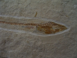 Anguillarus, Aal-artiger Fisch