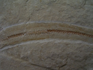 Anguillarus, Aal-artiger Fisch