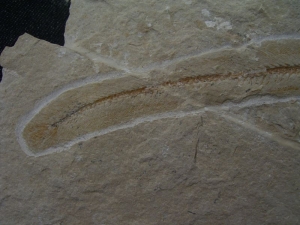 Anguillarus, Aal-artiger Fisch