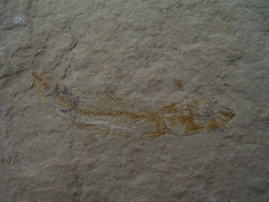 Anguillarus, Aal-artiger Fisch