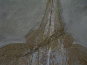 Rochen Rajorhina