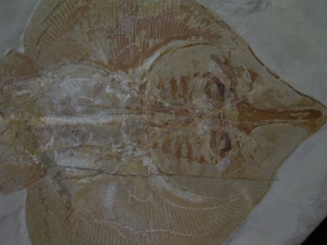 Rochen Rajorhina
