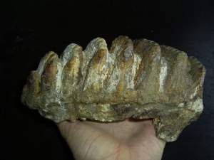 Stegodon Zahn