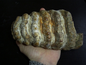 Stegodon Zahn
