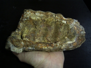 Stegodon Zahn