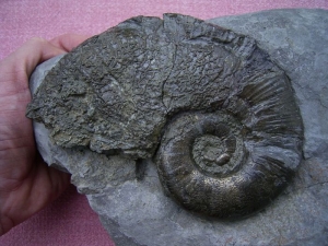 Lytoceras aus dem Unterjura von Frankreich