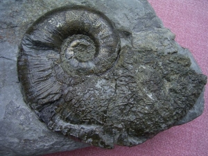Lytoceras aus dem Unterjura von Frankreich