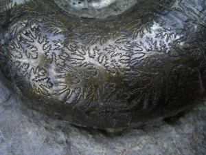 Lytoceras aus dem Unterjura von Frankreich