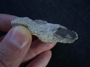 Dino Eierschalen von Megaoolithus aureliensis auf Matrix