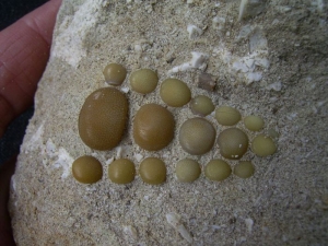 Pycnodus pellei Kiefer #3