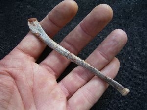 Pterosaurier Knochen aus Marokko