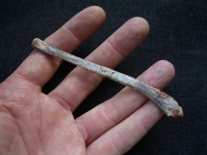 Pterosaurier Knochen aus Marokko