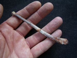 Pterosaurier Knochen aus Marokko