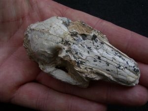 Rabbit skull miocene age