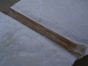 Solnhofen Flugsaurier-Flügelknochen