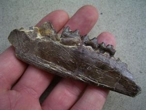 Paleeotherium Jaw -early horse # 2