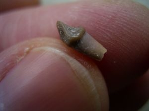 Tooth from the Otter ancestor Potamotherium