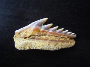 Hexanchus gigas