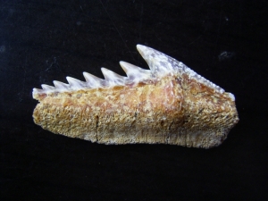 Hexanchus gigas